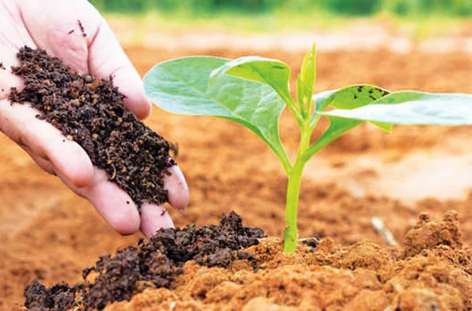 माता-पिता की सेवा के लिए त्यागी सेना की नौकरी, आज जैविक खेती से कमाते हैं ५० हजार रुपये महीना। 8 जैविक खेती