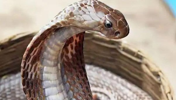 Nagraj :30 हज़ार साँपों के बीच रहती है ये महिला, नागराज की करती है पूज